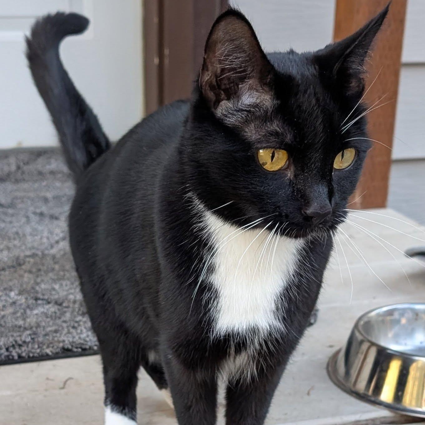 Maggie, Adoptable, Adult Female Tuxedo & Domestic Short Hair.