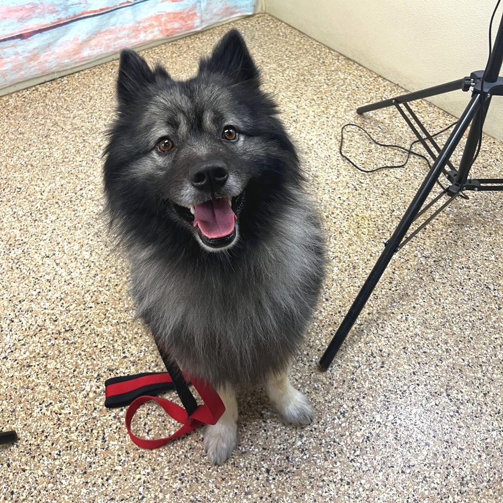 Meeko, Adoptable, Adult Male Keeshond.