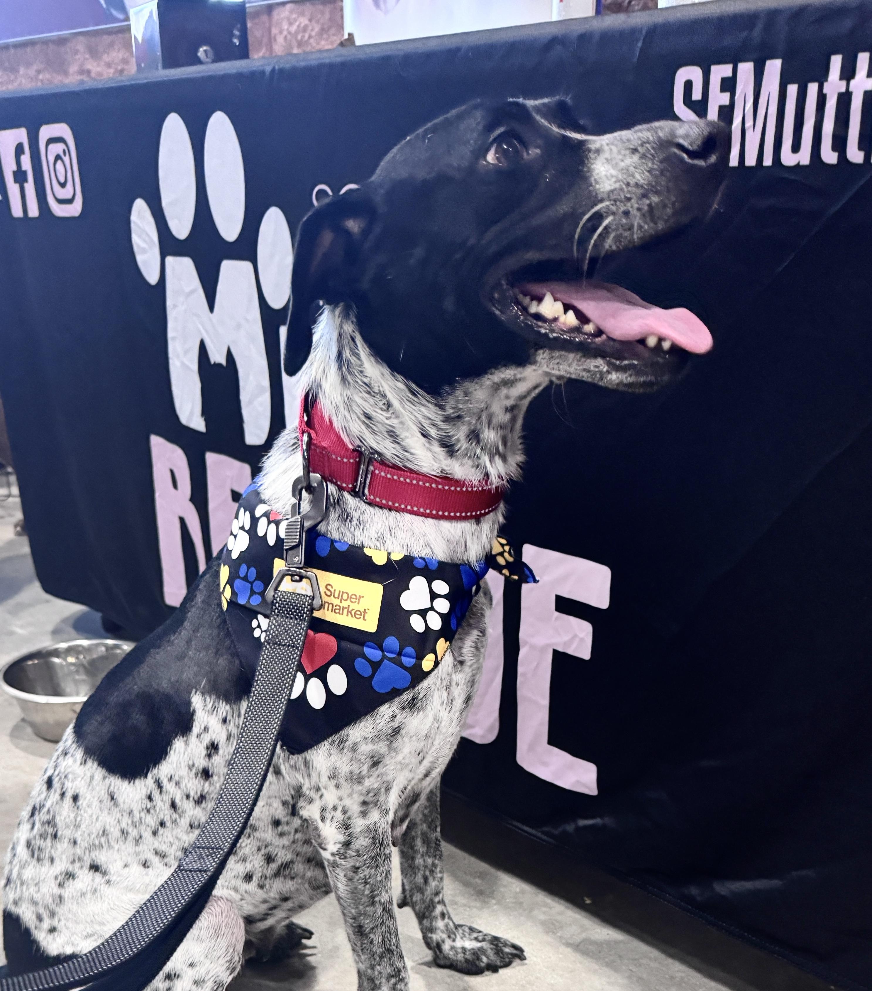 Lainey, a ADOPTABLE German Shorthaired Pointer in Palm springs, FL image 3/4