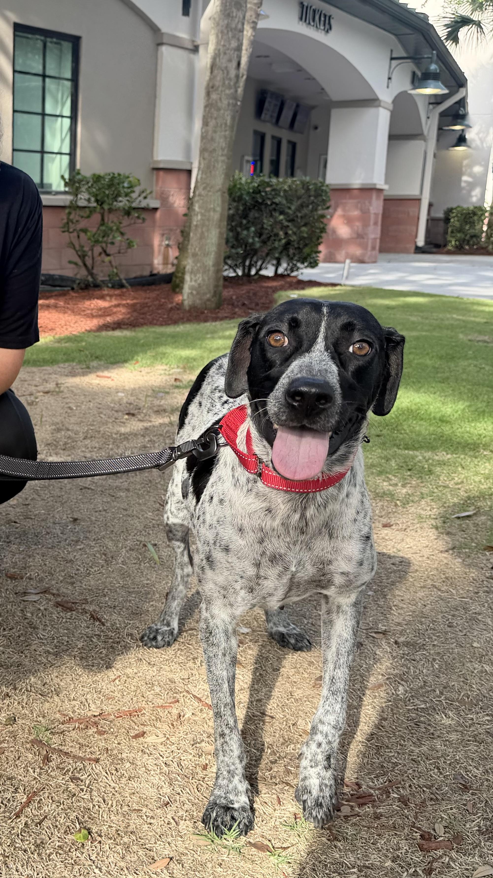 Lainey, ADOPTABLE, Young Female German Shorthaired Pointer.