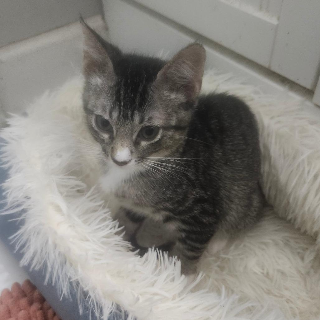 Enlarge Silas Perry-AR, a Adoptable Domestic Short Hair in Tallahassee, FL image 1/4