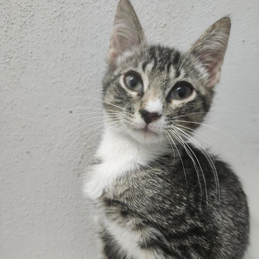 Enlarge Silas Perry-AR, a Adoptable Domestic Short Hair in Tallahassee, FL image 2/4
