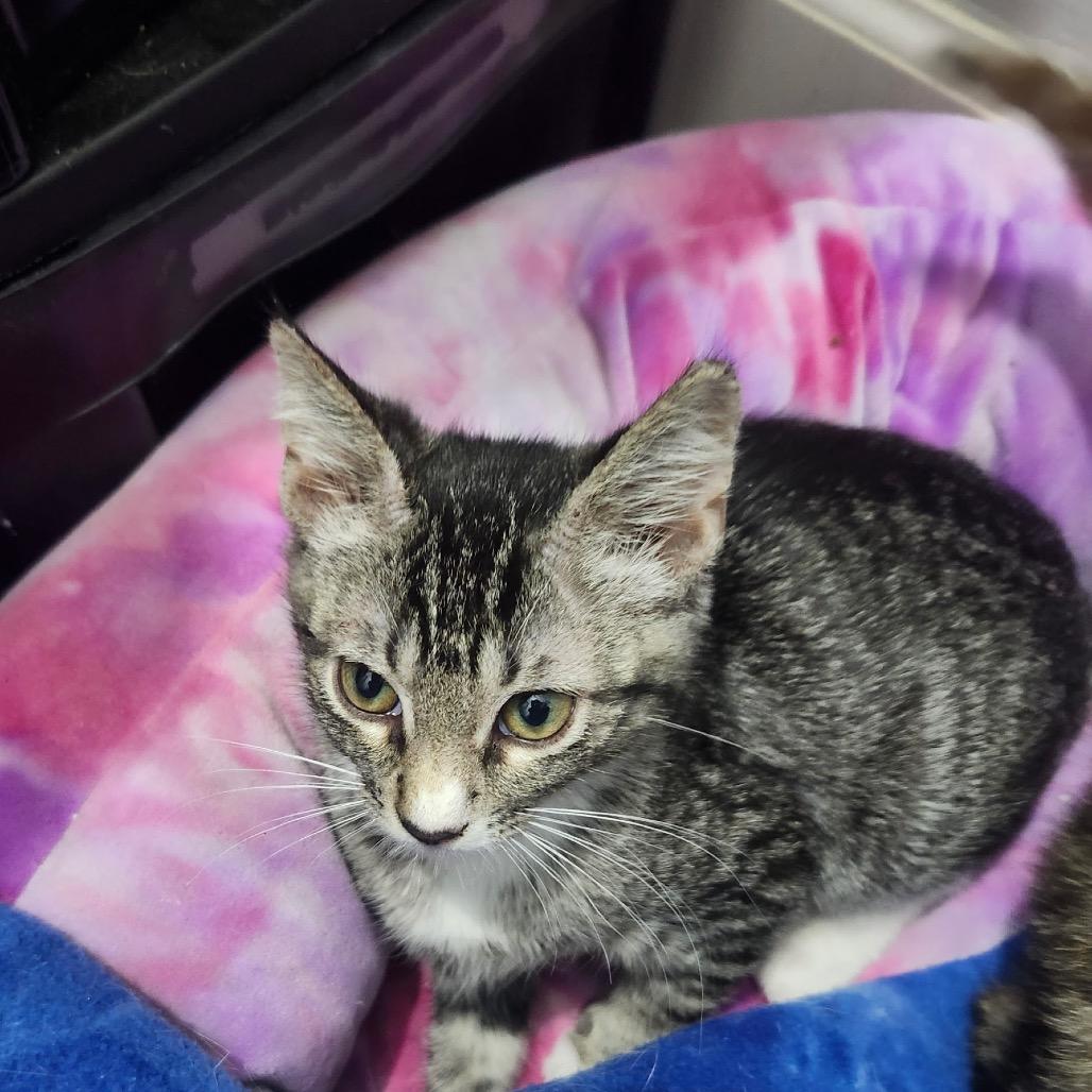 Enlarge Silas Perry-AR, a Adoptable Domestic Short Hair in Tallahassee, FL image 3/4