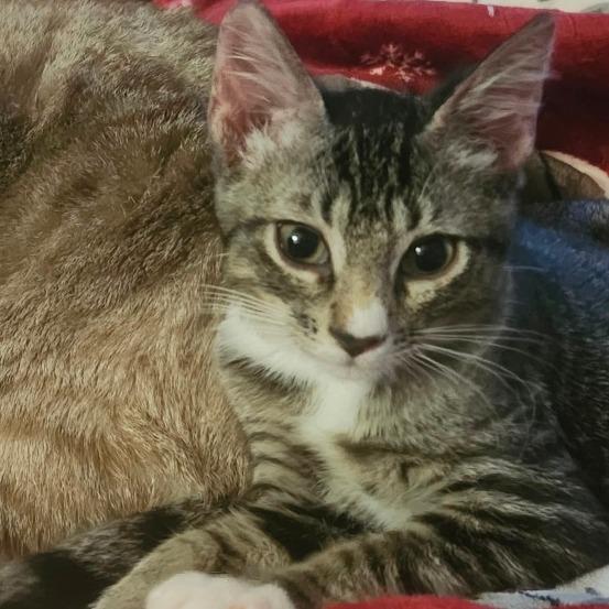 Enlarge Silas Perry-AR, a Adoptable Domestic Short Hair in Tallahassee, FL image 4/4