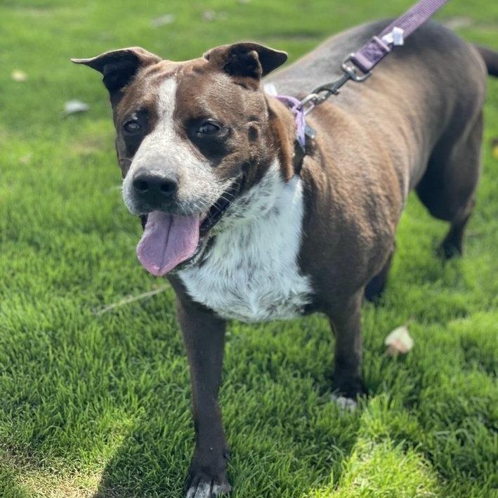 Legacy, Adoptable, Senior Female Mixed Breed.