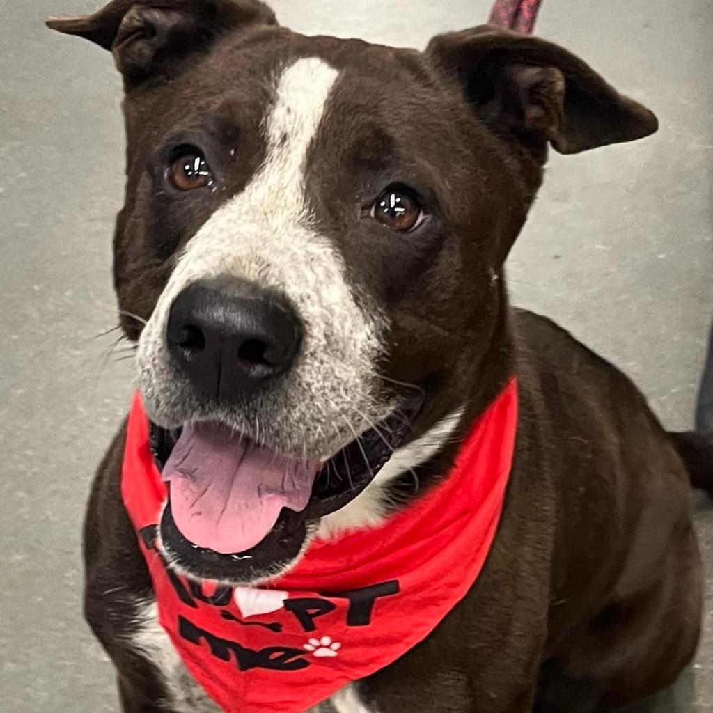 Enlarge Legacy, a Adoptable Mixed Breed in Hemet, CA image 1/4