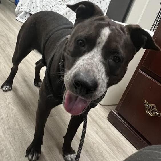Enlarge Legacy, a Adoptable Mixed Breed in Hemet, CA image 2/4