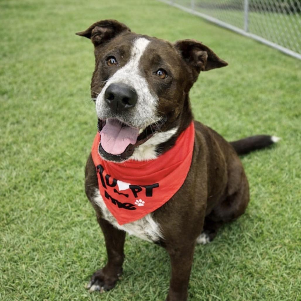 Enlarge Legacy, a Adoptable Mixed Breed in Hemet, CA image 3/4