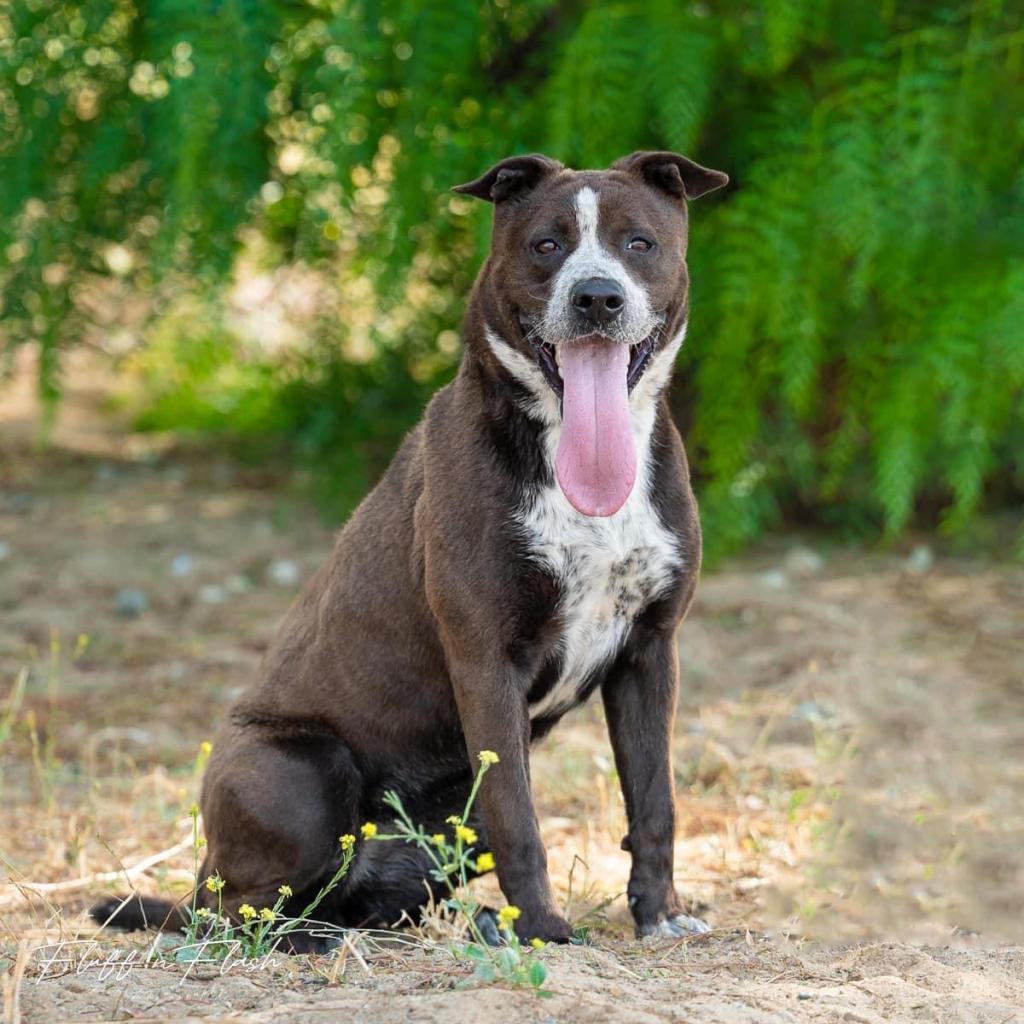 Enlarge Legacy, a Adoptable Mixed Breed in Hemet, CA image 4/4
