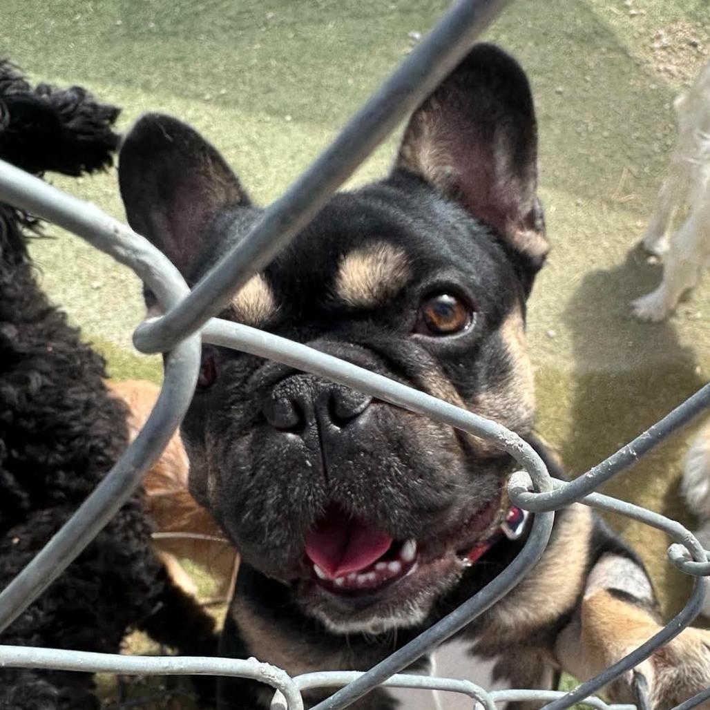 Enlarge Bruno Mars Available 9/26, a Adoptable French Bulldog in Loves Park, IL image 1/6