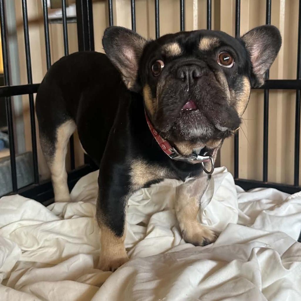 Enlarge Bruno Mars Available 9/26, a Adoptable French Bulldog in Loves Park, IL image 2/6