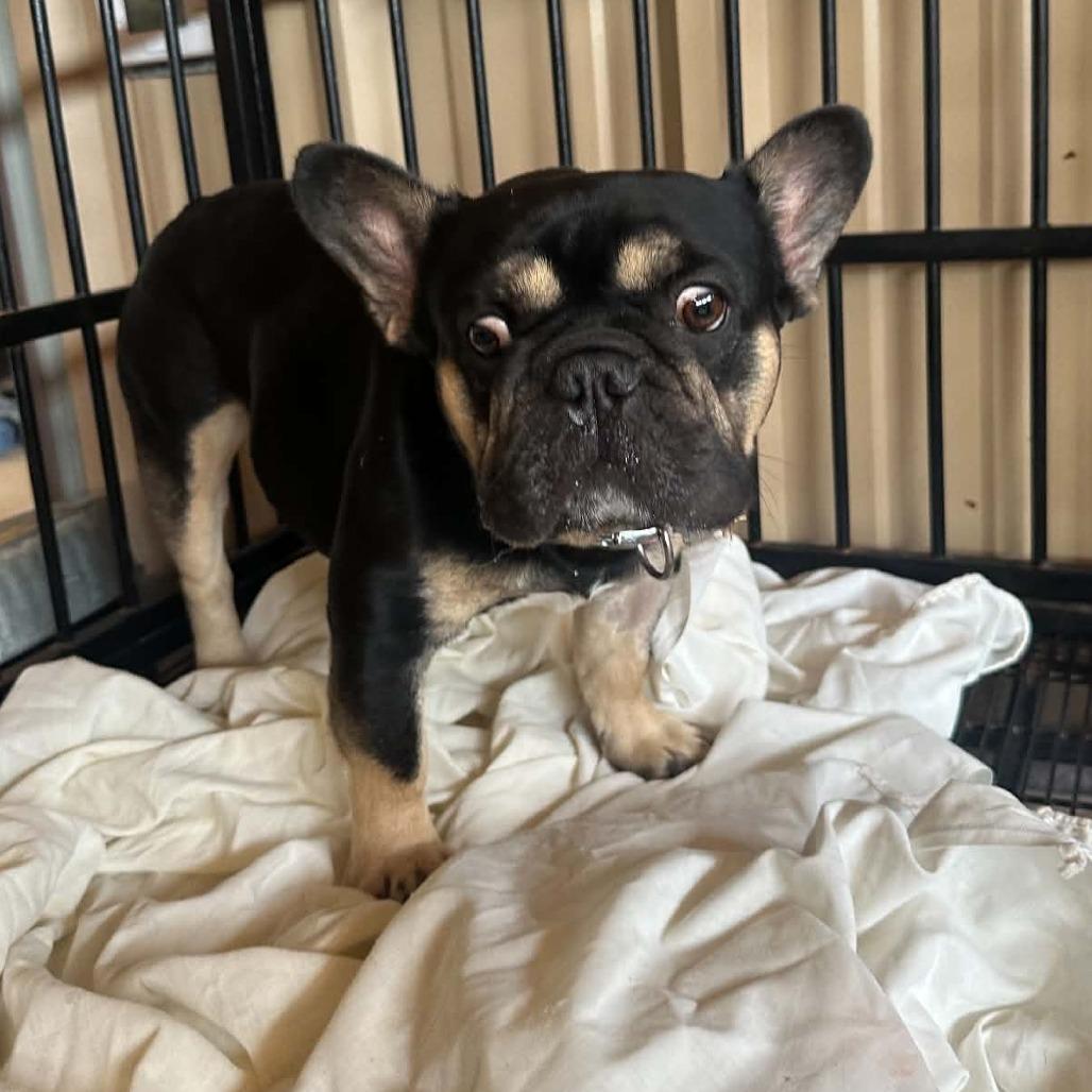 Enlarge Bruno Mars Available 9/26, a Adoptable French Bulldog in Loves Park, IL image 3/6