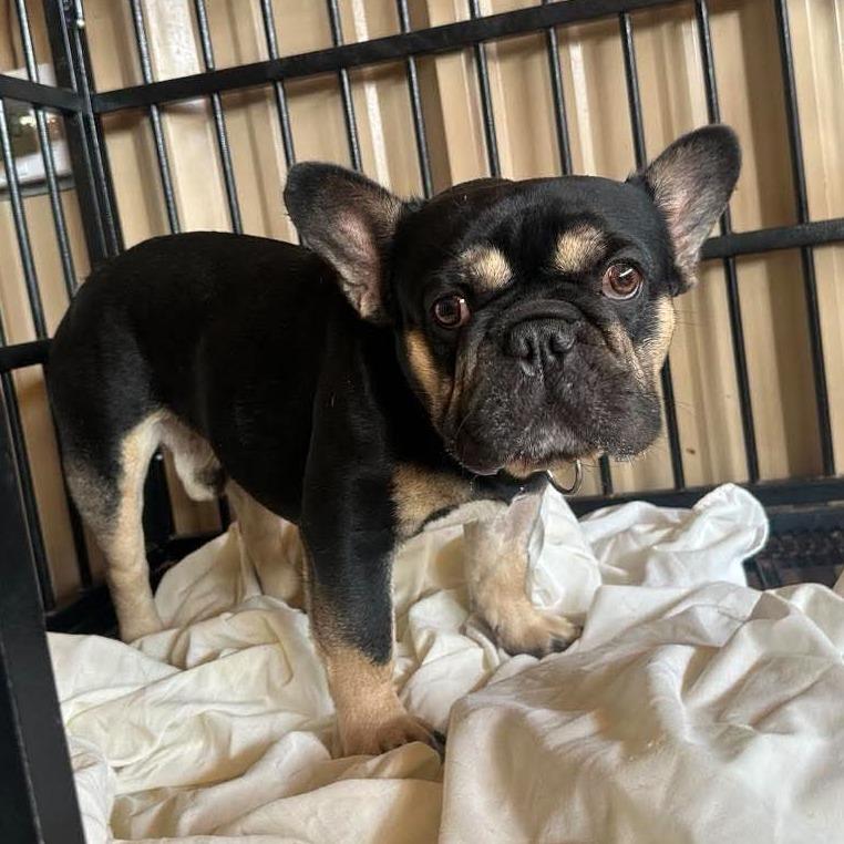 Enlarge Bruno Mars Available 9/26, a Adoptable French Bulldog in Loves Park, IL image 4/6