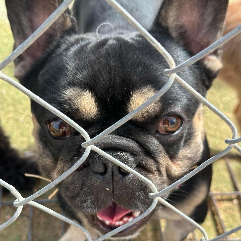 Enlarge Bruno Mars Available 9/26, a Adoptable French Bulldog in Loves Park, IL image 5/6