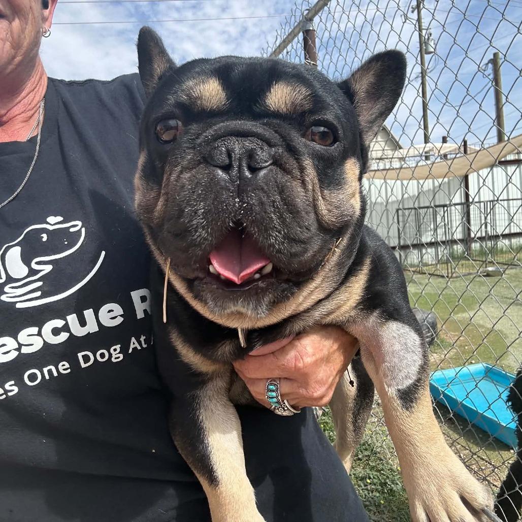 Enlarge Bruno Mars Available 9/26, a Adoptable French Bulldog in Loves Park, IL image 6/6