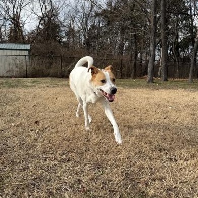 Lady Bug, an adoptable mixed breed in Springfield, MO image 5/6