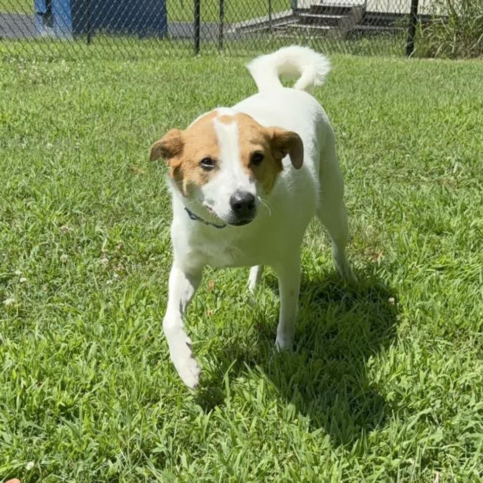 Lady Bug, an adoptable mixed breed in Springfield, MO image 1/6