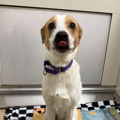 Lady Bug, an adoptable mixed breed in Springfield, MO image 3/6