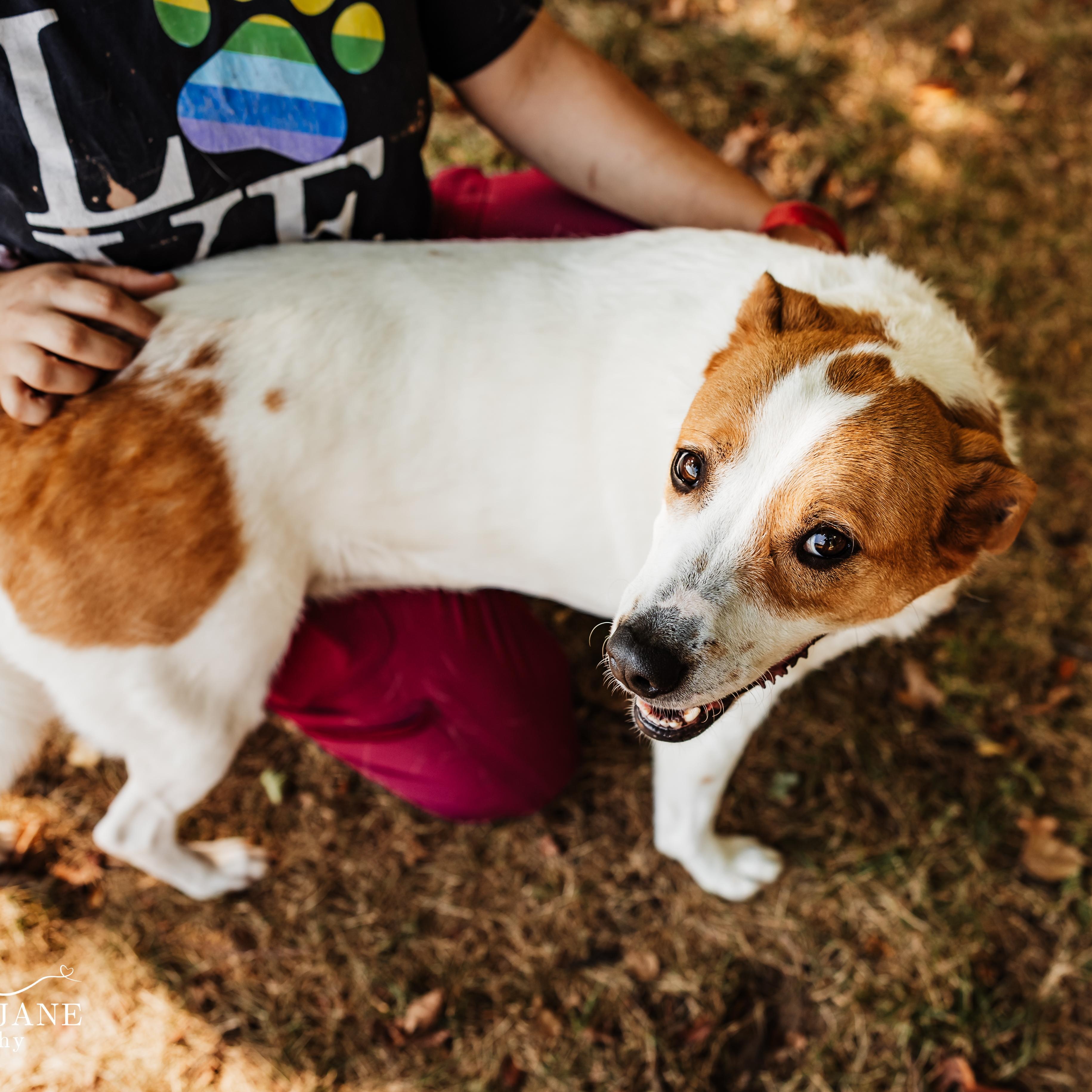 Enlarge Lady Bug, a Adoptable mixed breed in Springfield, MO image 2/6