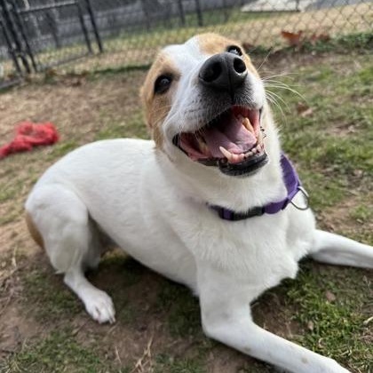 Lady Bug, an adoptable mixed breed in Springfield, MO image 4/6