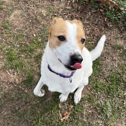 Lady Bug, an adoptable mixed breed in Springfield, MO image 6/6