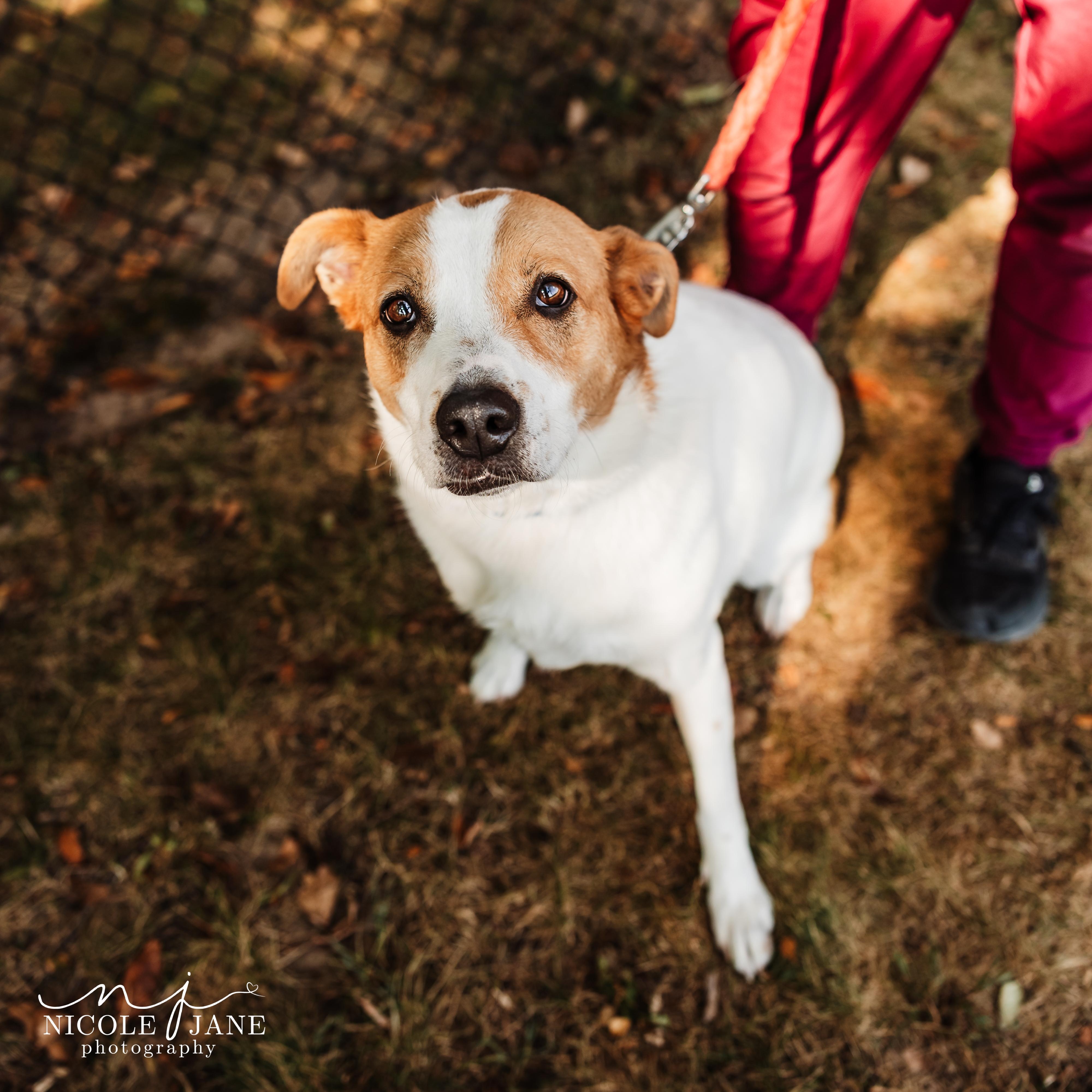 Enlarge Lady Bug, a Adoptable mixed breed in Springfield, MO image 3/6