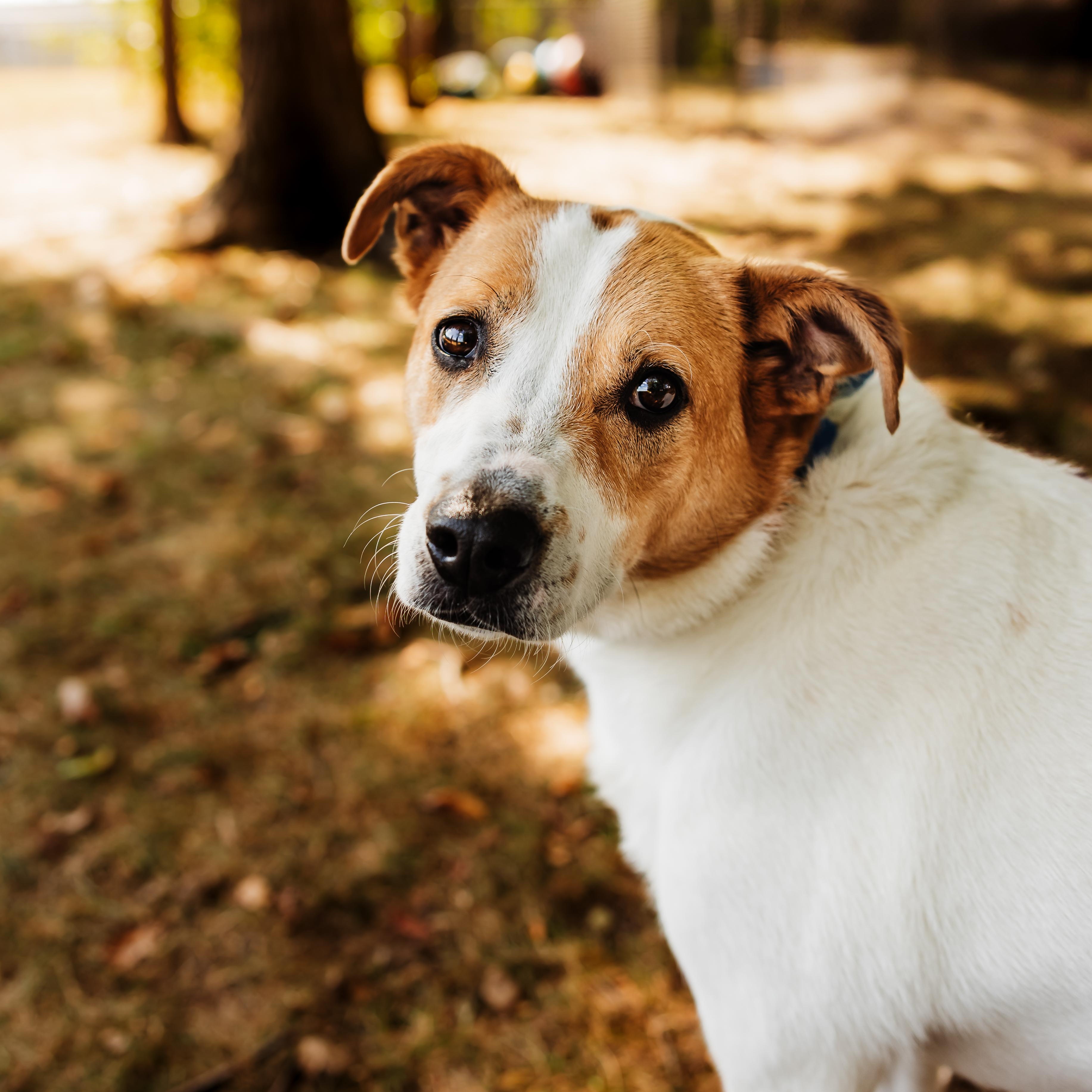 Lady Bug, Adoptable, Adult Female Australian Cattle Dog / Blue Heeler.