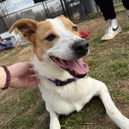 Lady Bug, adoptable, Adult Female Australian Cattle Dog / Blue Heeler.