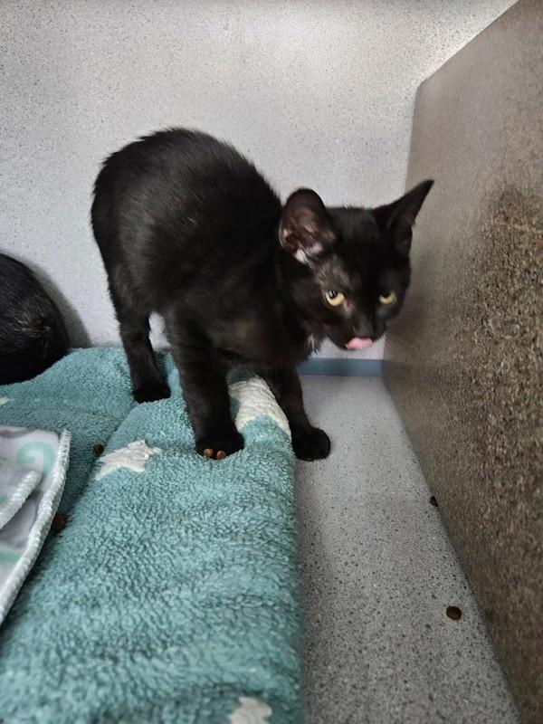 Waldo, Adoptable, Kitten Male Domestic Short Hair.