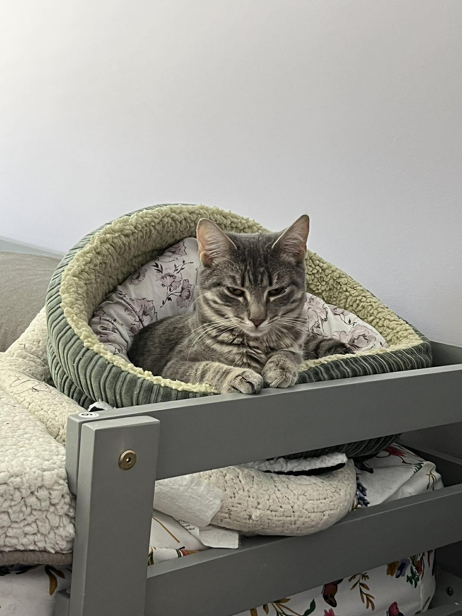Enlarge Jenny  , a Adoptable Tabby in Perth Amboy , NJ image 1/2