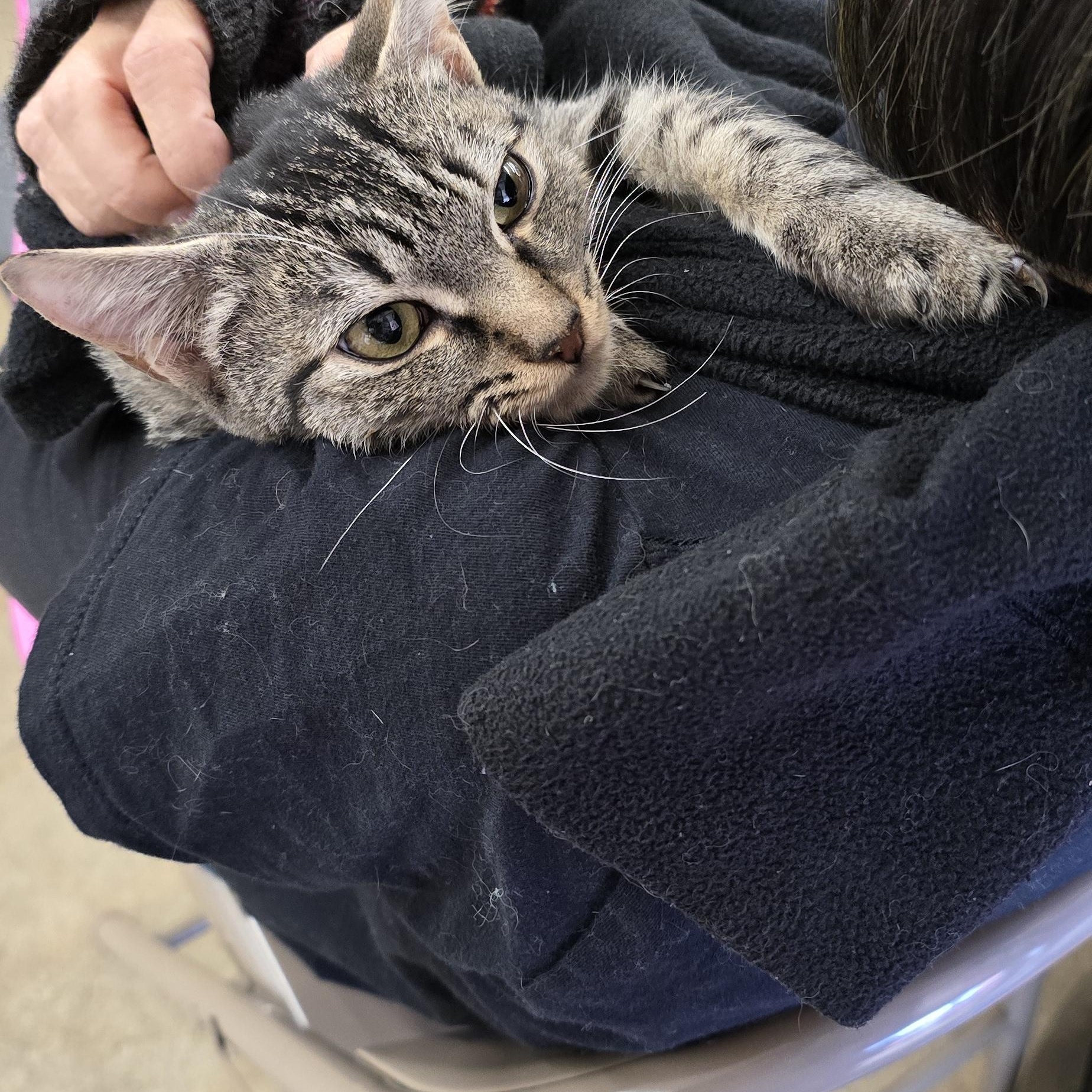 Enlarge Jenny and Joey , a Adoptable Tabby in Perth Amboy , NJ image 5/5