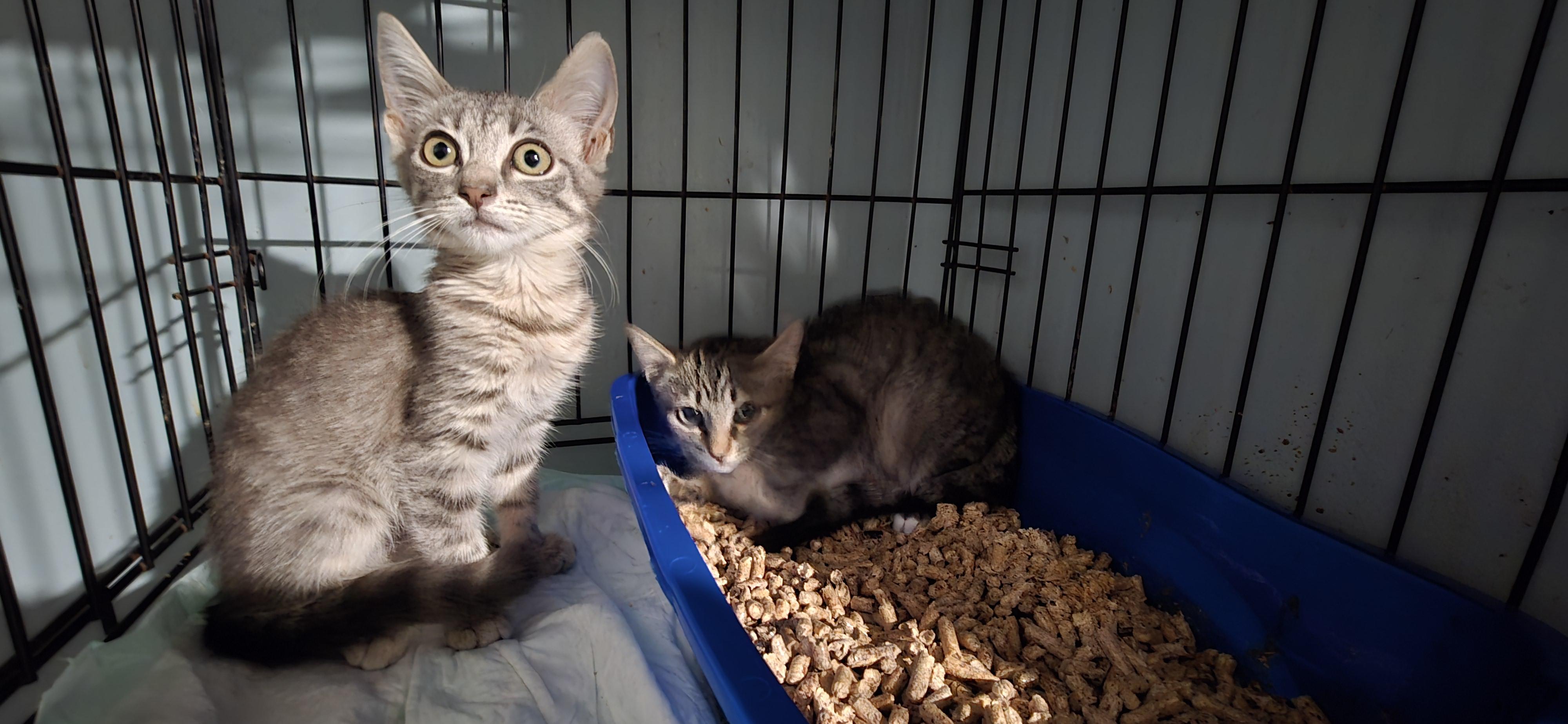 Enlarge Janice and Jenny, a Adoptable Tabby in Perth Amboy , NJ image 2/4