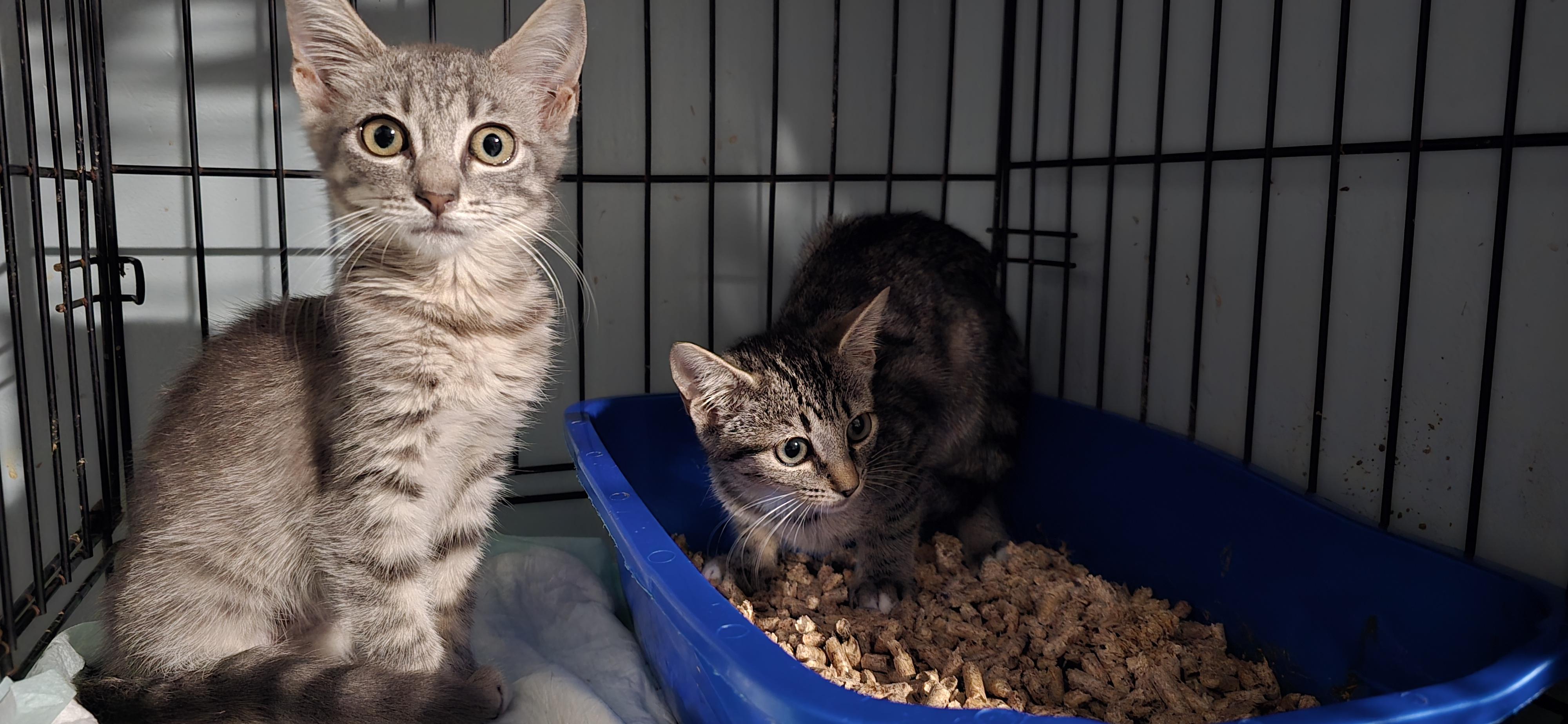 Enlarge Janice and Jenny, a Adoptable Tabby in Perth Amboy , NJ image 3/4