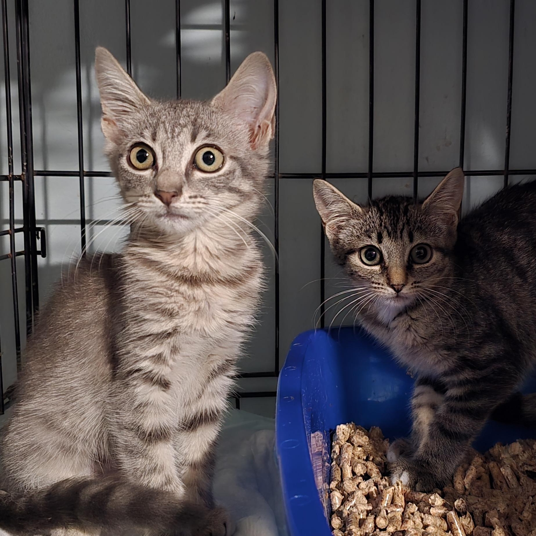 Enlarge Janice and Jenny, a Adoptable Tabby in Perth Amboy , NJ image 1/4