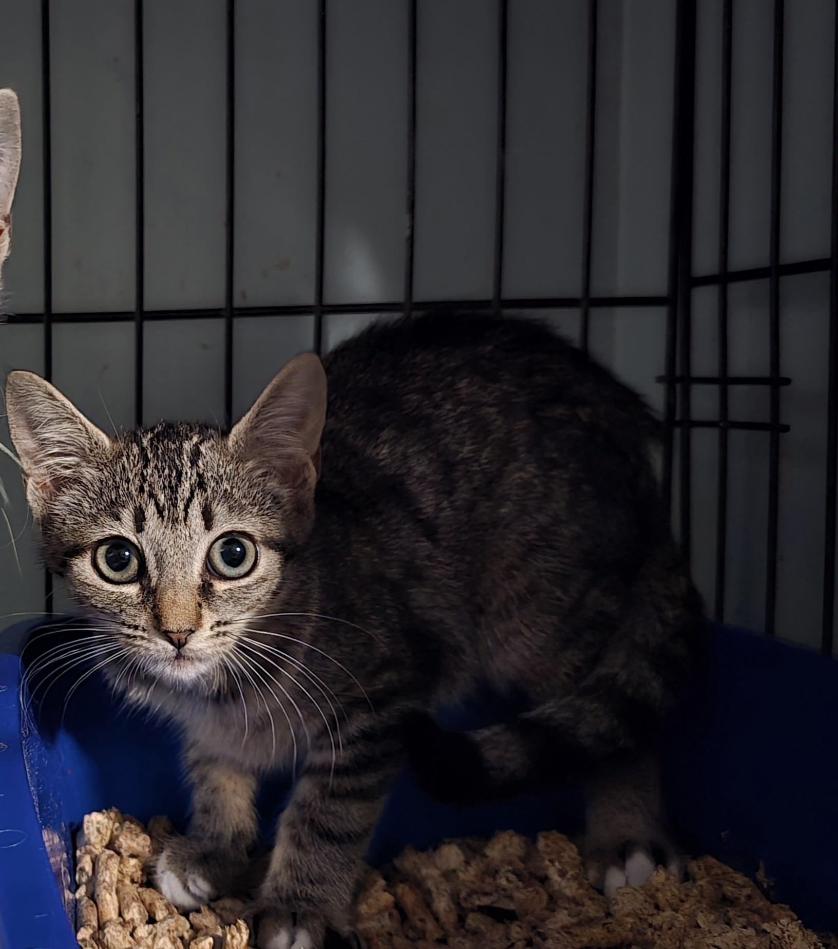 Enlarge Janice and Jenny, a Adoptable Tabby in Perth Amboy , NJ image 4/4