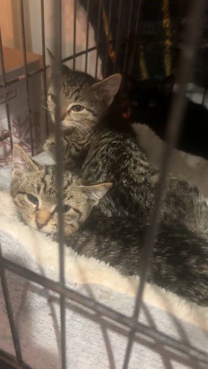 Enlarge Jenny and Joey , a Adoptable Tabby in Perth Amboy , NJ video 2/5