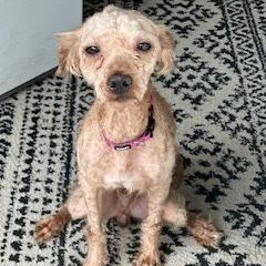 Enlarge Domingo , a Adoptable Poodle in Hartland, WI image 4/6