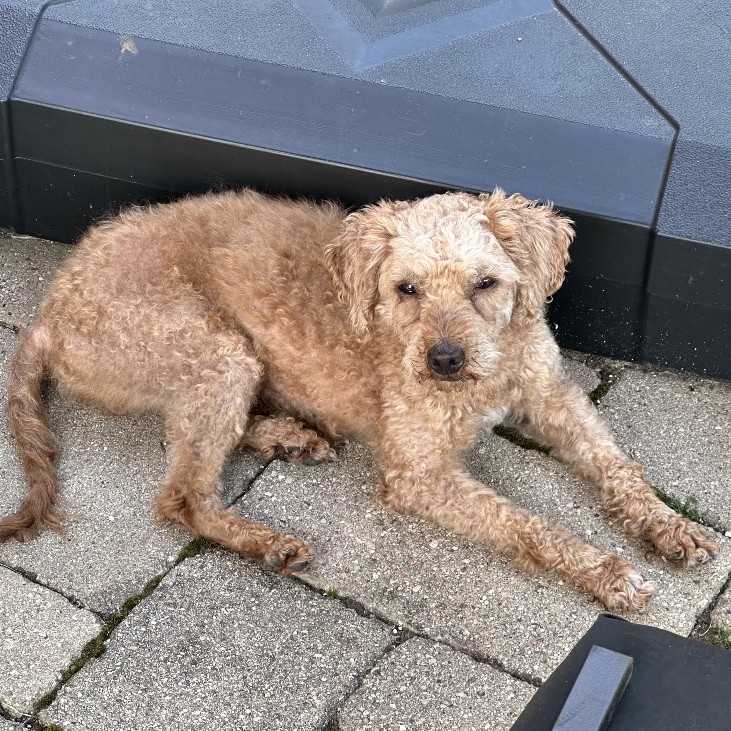 Enlarge Domingo , a Adoptable Poodle in Hartland, WI image 3/6