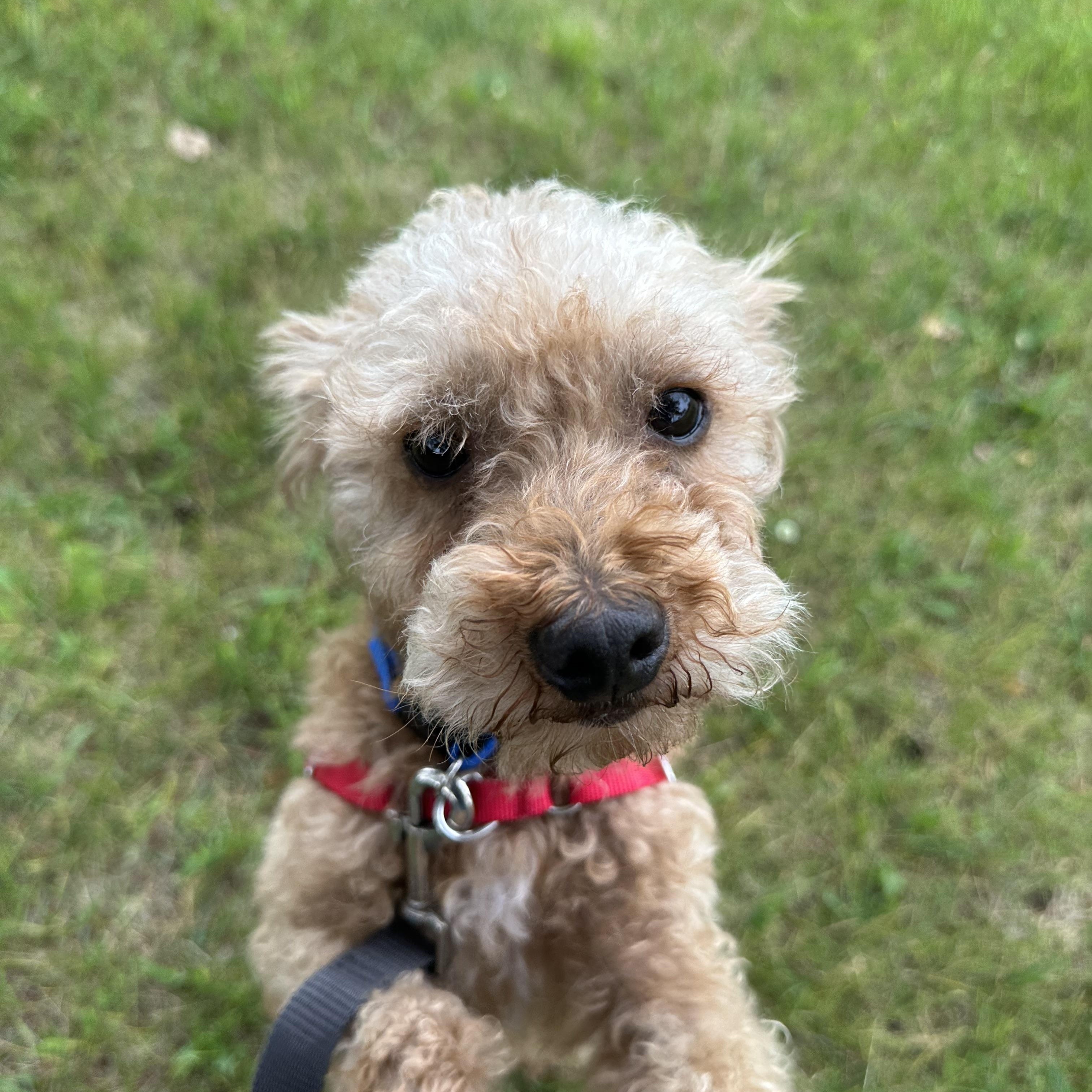 Domingo - Foster Home Needed, a Adoptable Poodle in Hartland, WI image 3/6