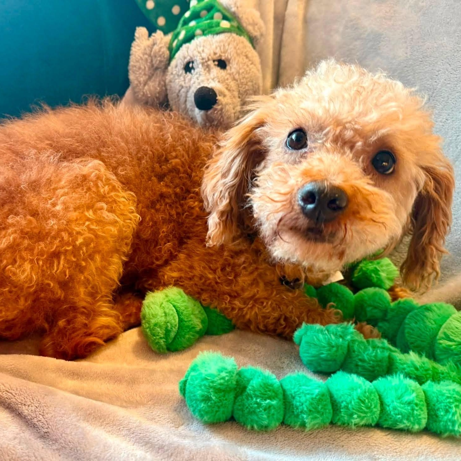Domingo, a Adoptable Poodle in Hartland, WI image 2/6