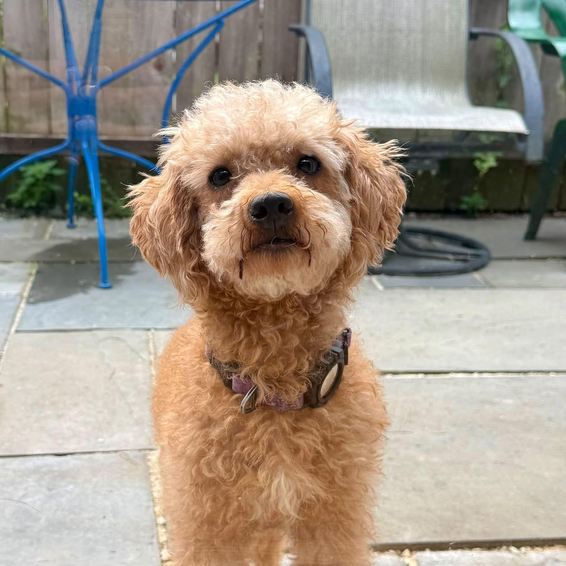 Domingo, Adoptable, Adult Male Poodle.