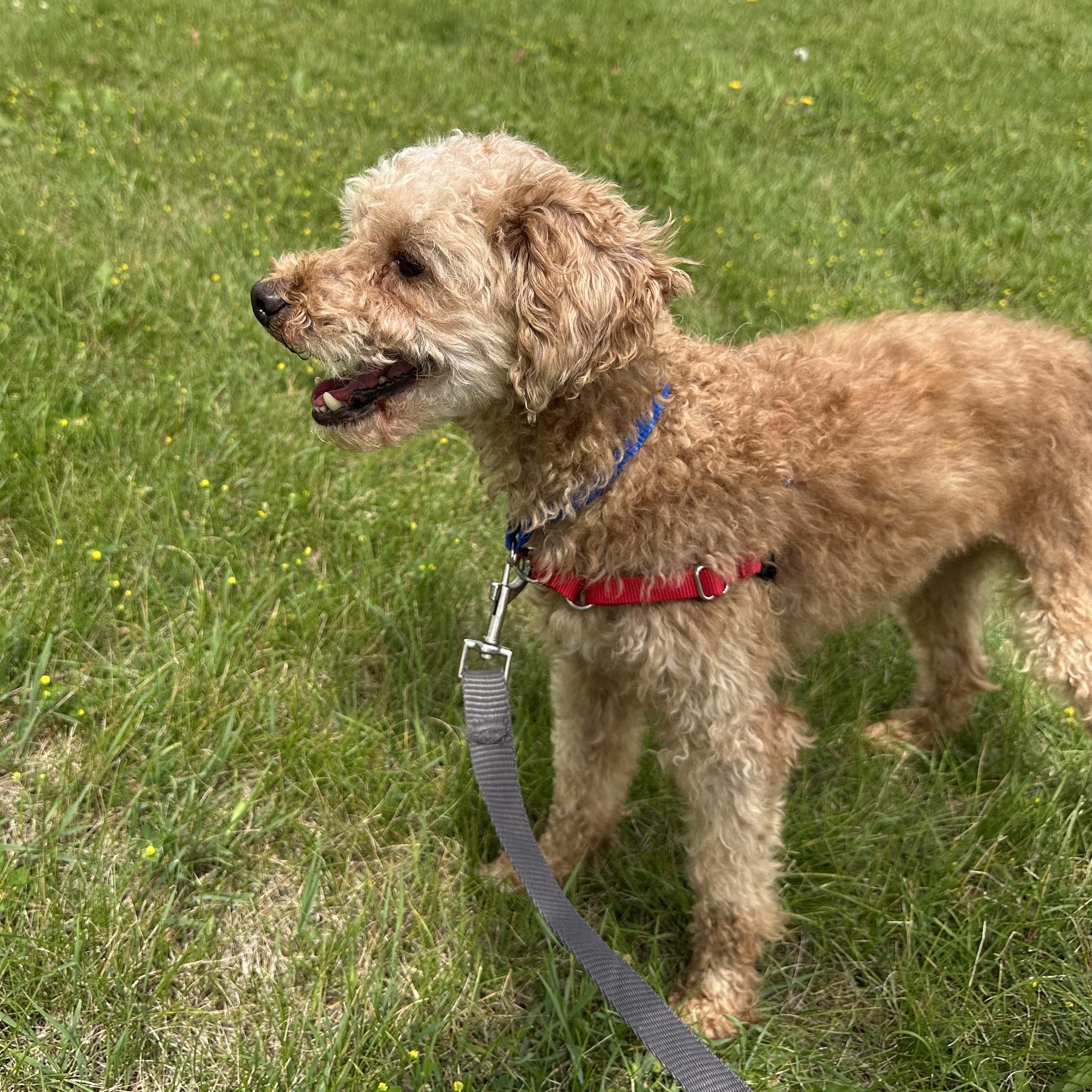 Domingo - Foster Home Needed, a Adoptable Poodle in Hartland, WI image 4/6