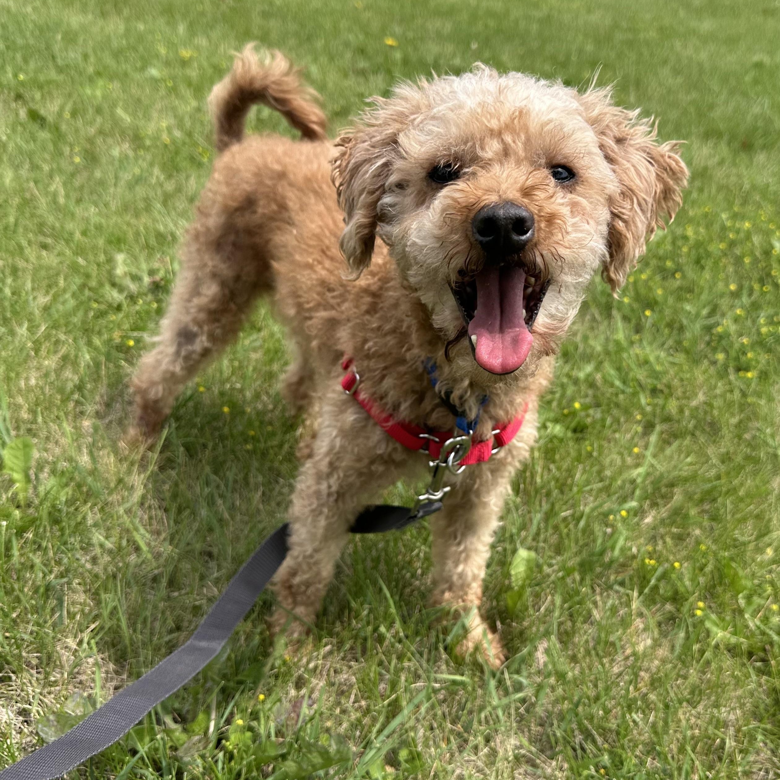 Domingo - Foster Home Needed, a Adoptable Poodle in Hartland, WI image 1/6