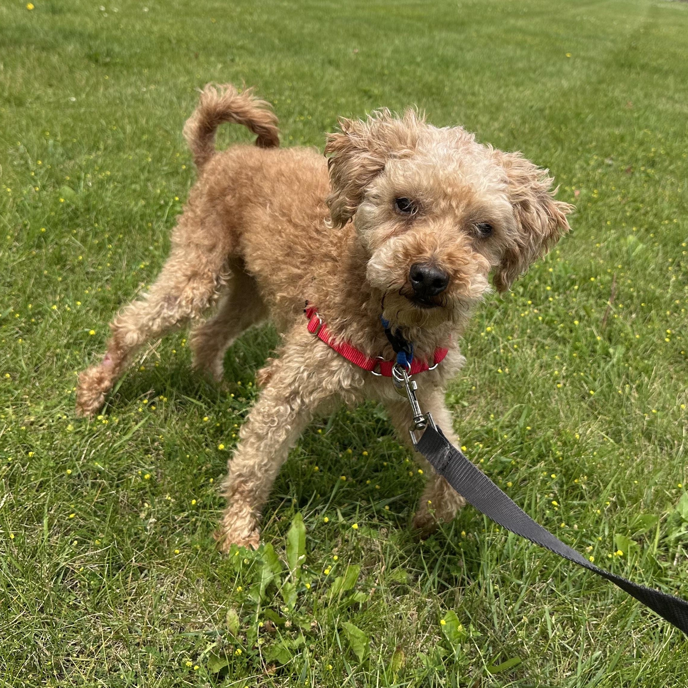 Domingo - Foster Home Needed, a Adoptable Poodle in Hartland, WI image 2/6