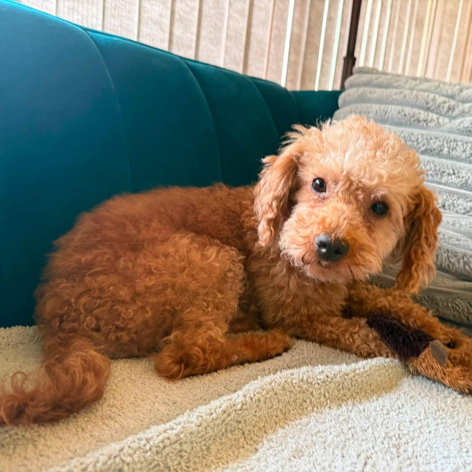 Domingo, a Adoptable Poodle in Hartland, WI image 3/6