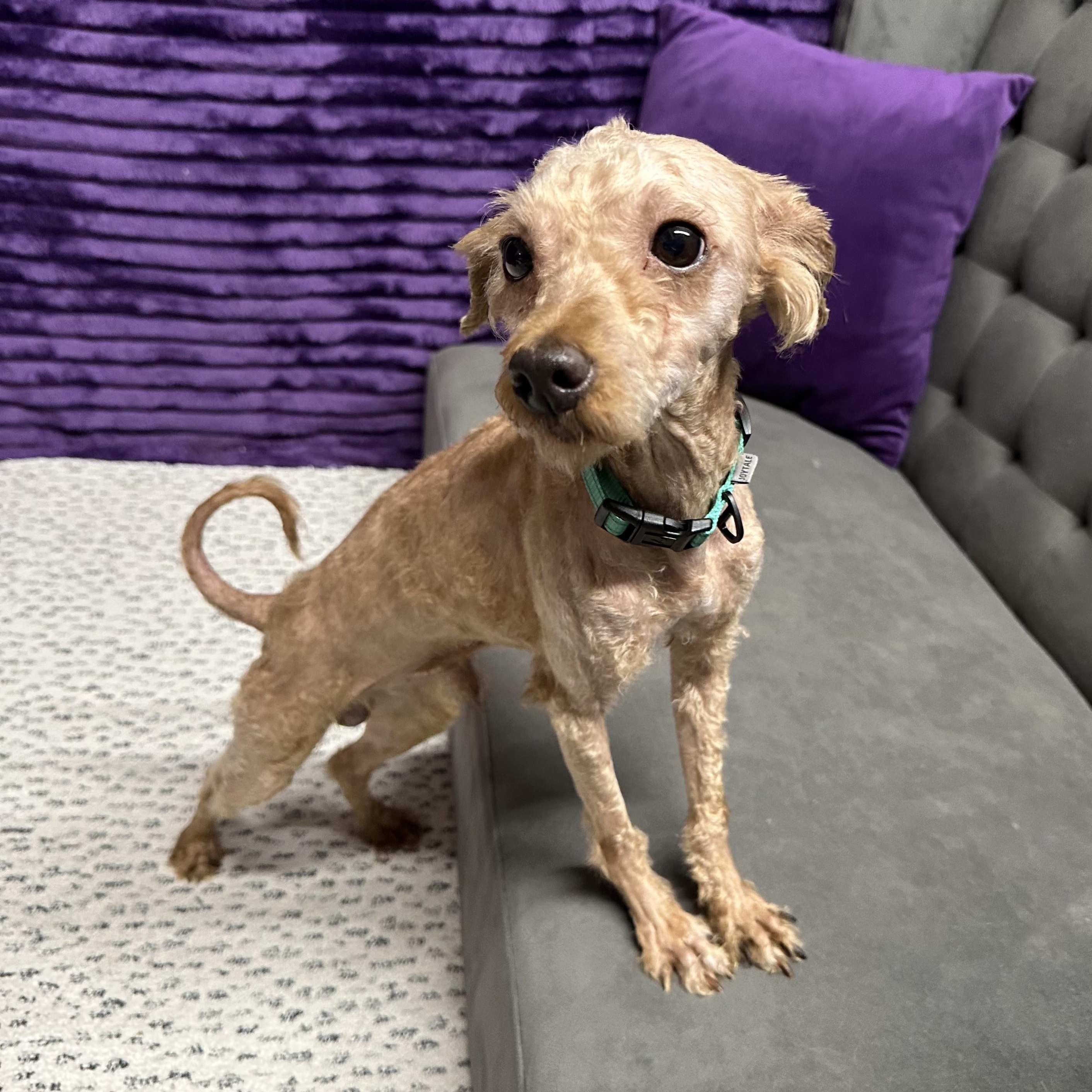 Enlarge Domingo , a Adoptable Poodle in Hartland, WI image 5/6