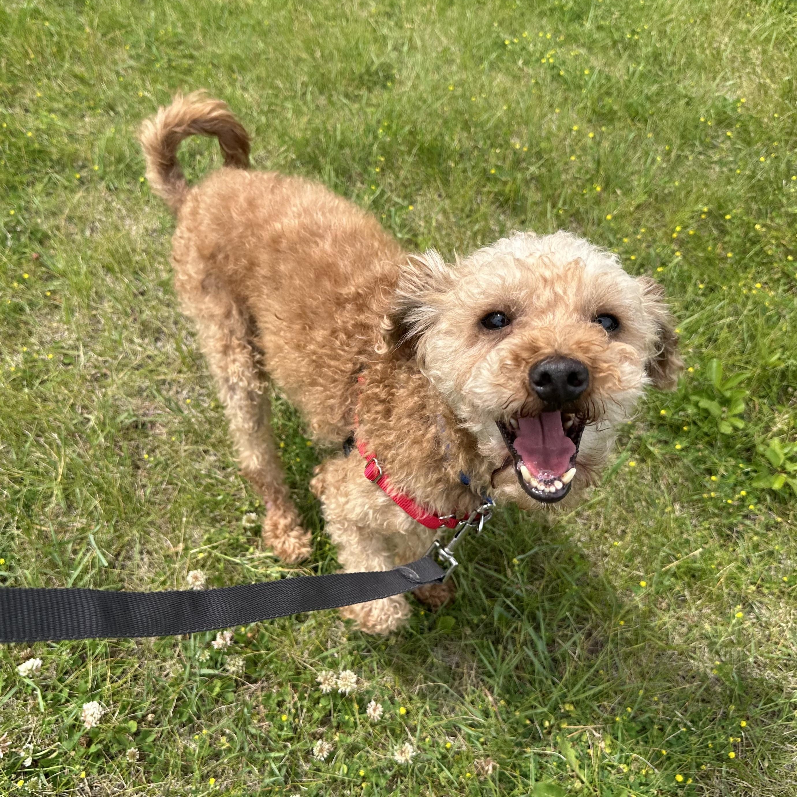 Domingo - Foster Home Needed, a Adoptable Poodle in Hartland, WI image 5/6