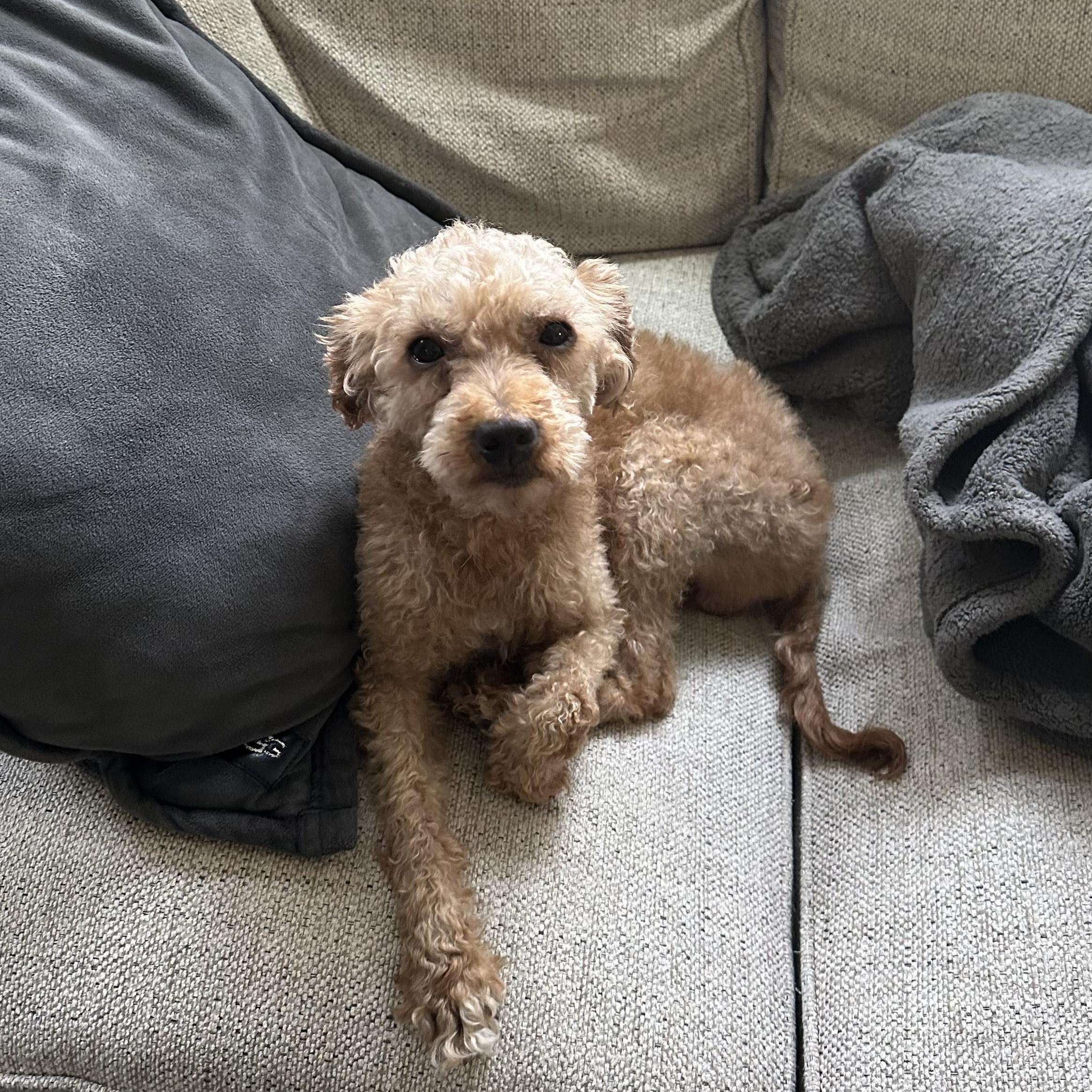 Enlarge Domingo , a Adoptable Poodle in Hartland, WI image 2/6