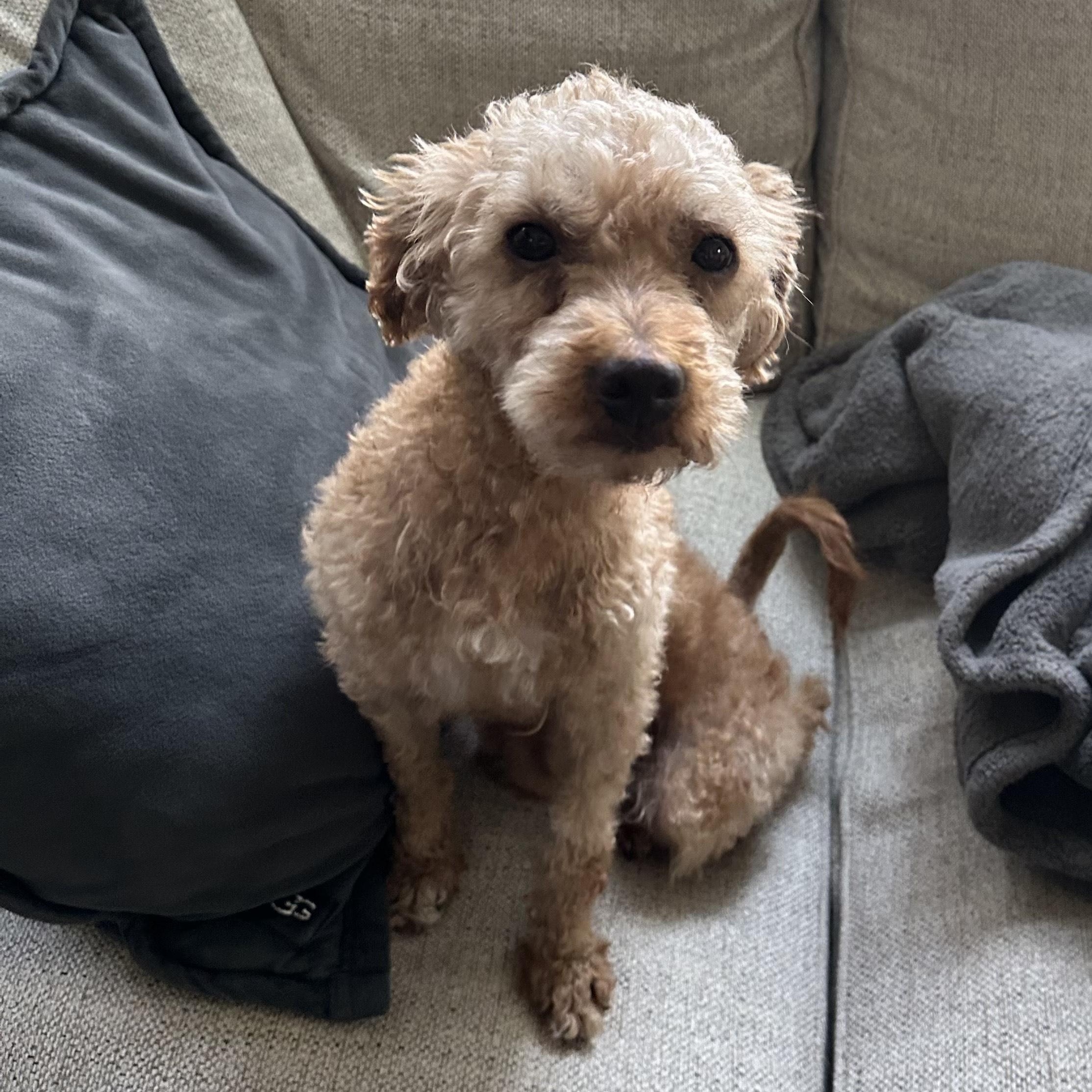 Enlarge Domingo , a Adoptable Poodle in Hartland, WI image 1/6