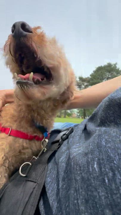 Enlarge Domingo - Foster Home Needed, a Adoptable Poodle in Hartland, WI video 6/6
